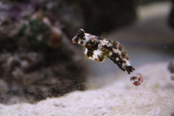 Scooter Blenny