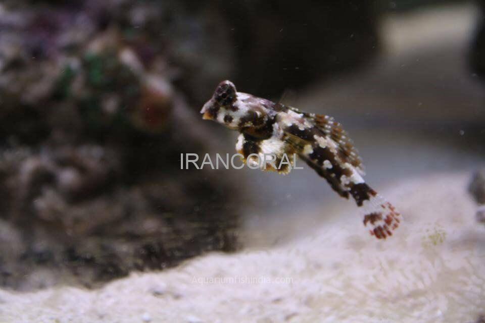 Scooter Blenny
