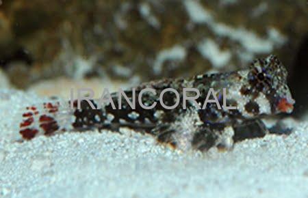 Scooter Blenny