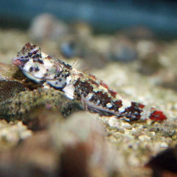 Scooter Blenny