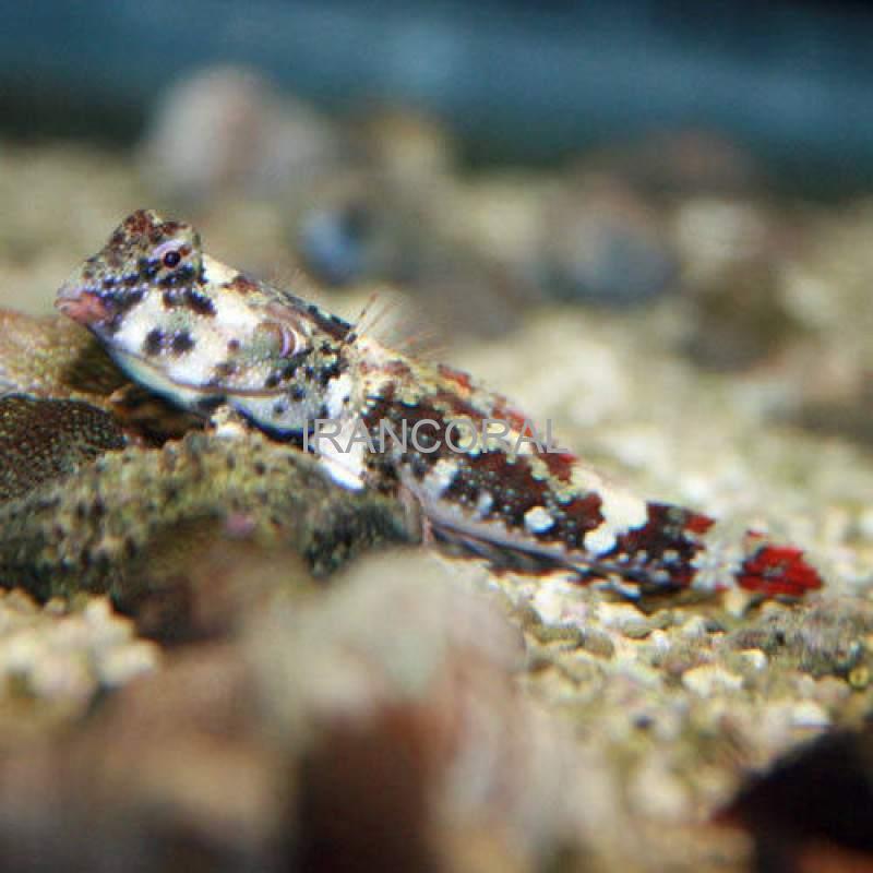 Scooter Blenny