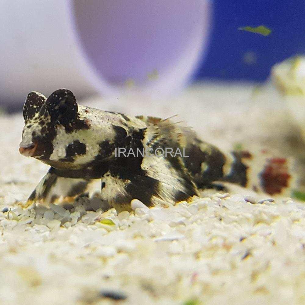 Scooter Blenny