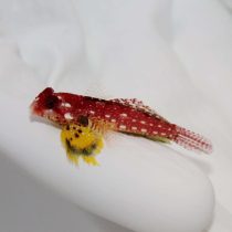 Ruby Red Dragonet