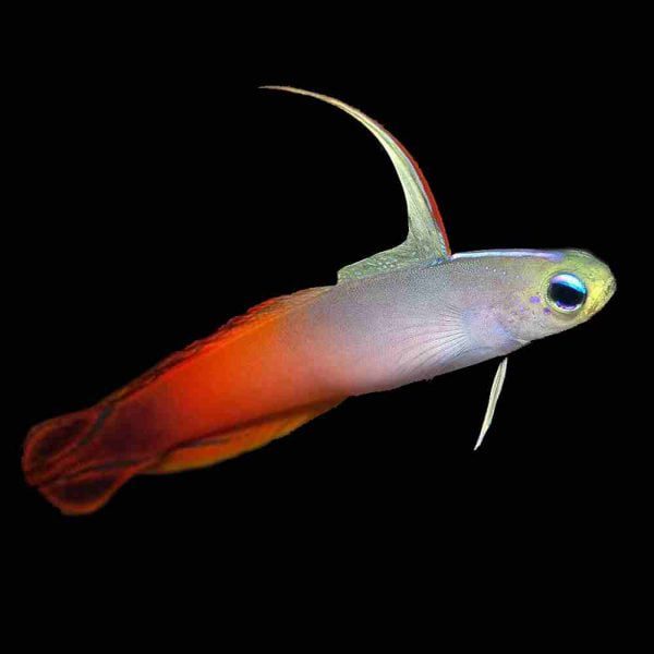نیزه ماهی آتشین Firefish