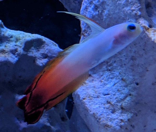 نیزه ماهی آتشین Firefish