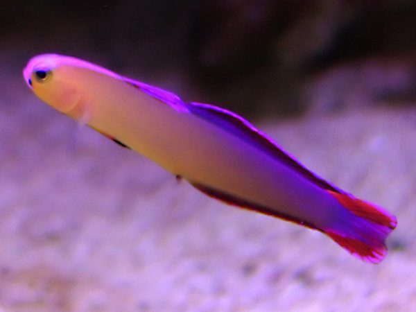 Purple Firefish