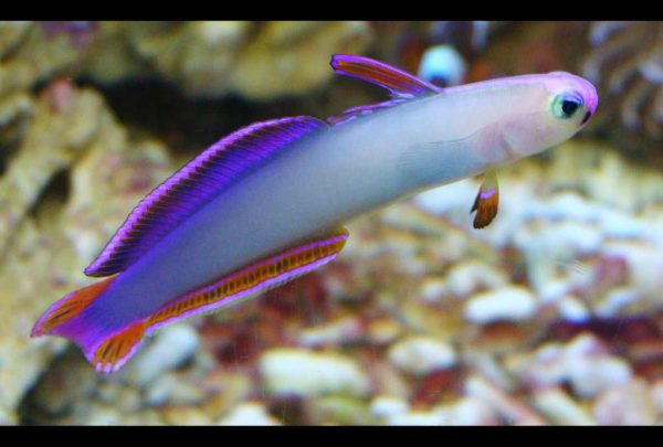 Purple Firefish