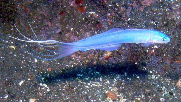 Lyretail Blue Gudgeon Dartfish
