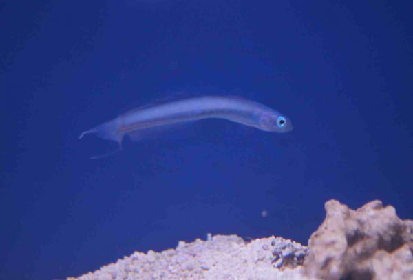 Lyretail Blue Gudgeon Dartfish