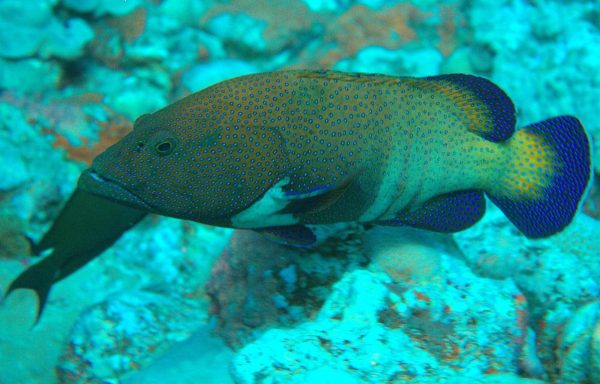 هامور ماهی خال آبی