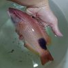Tarry hogfish