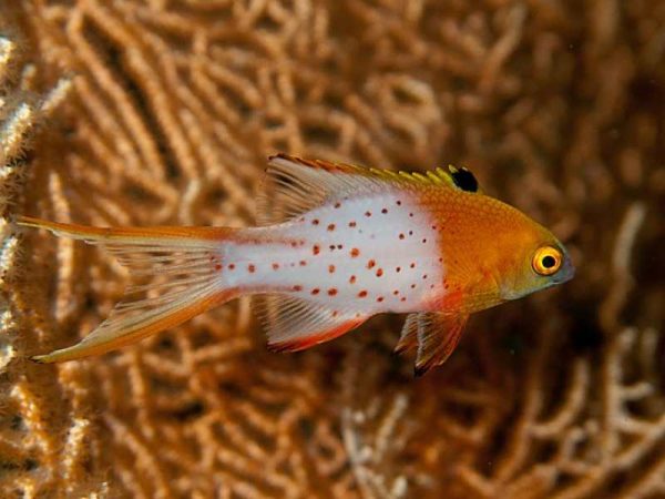 Lyretailed Hogfish