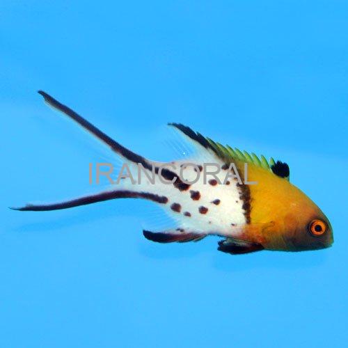 Lyretailed Hogfish