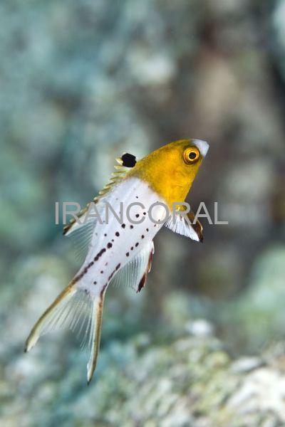 Lyretailed Hogfish