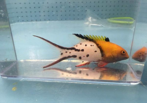 Lyretailed Hogfish