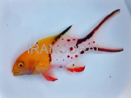 Lyretailed Hogfish