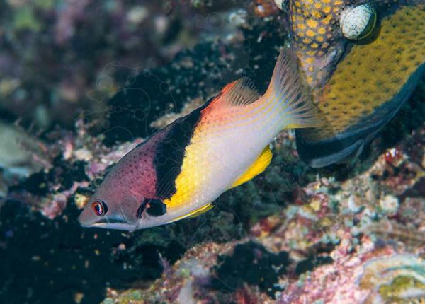 Coral Hogfish