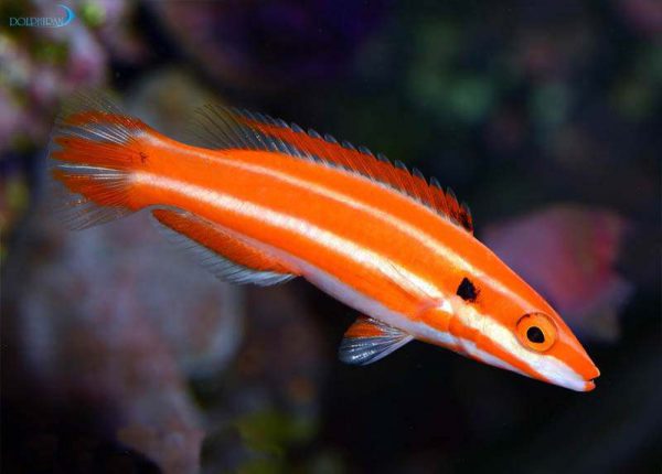 Red Stripe Hogfish