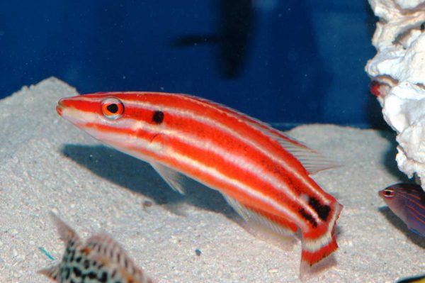 Red Stripe Hogfish