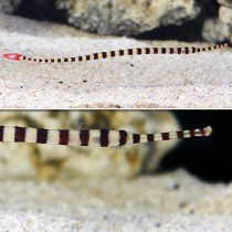 Broad-banded Pipefish