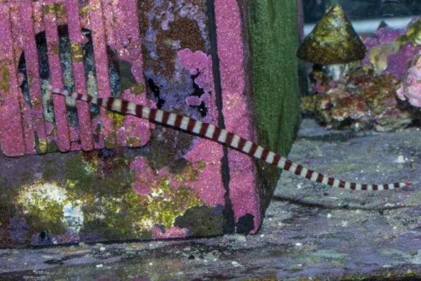 Broad-banded Pipefish
