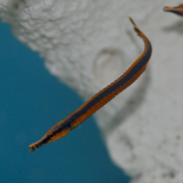 blue stripe pipefish