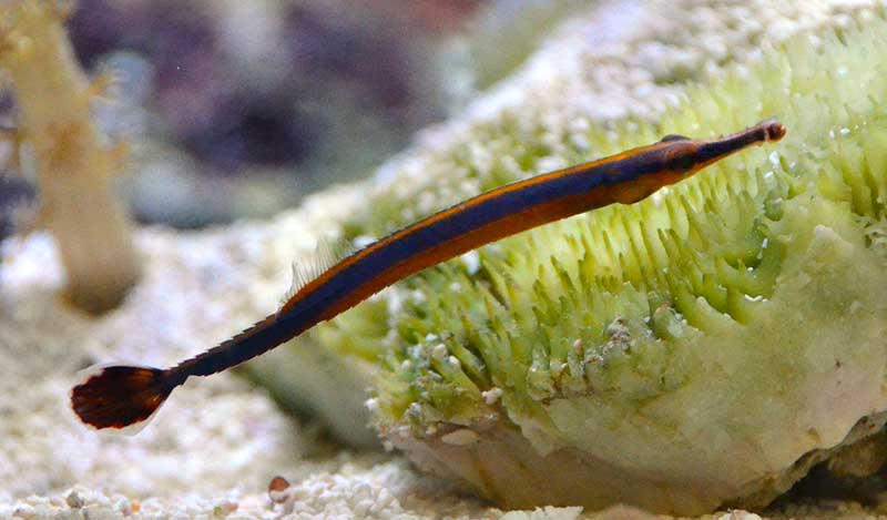 blue stripe pipefish