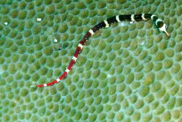 Brown-banded Pipefish