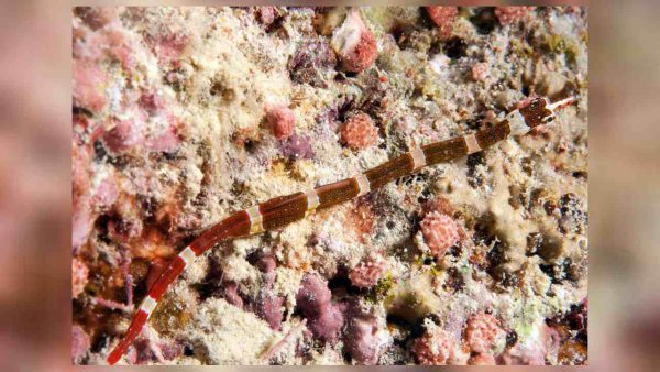 Brown-banded Pipefish