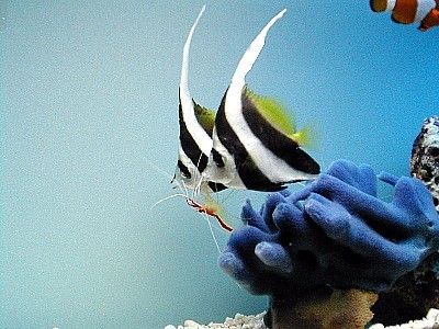Heniochus Black & White Butterflyfish