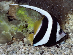 Heniochus Black & White Butterflyfish