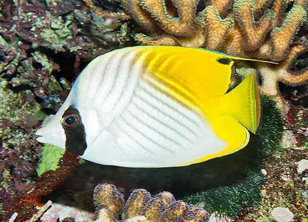Auriga Butterflyfish