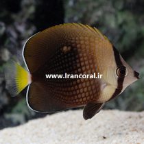 Tahitian Butterflyfish