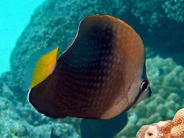 Tahitian Butterflyfish