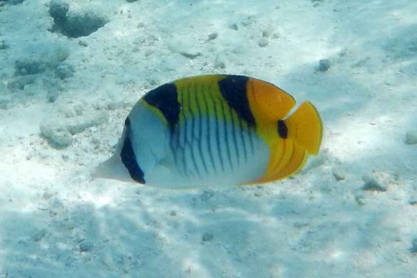Double Saddle Butterflyfish