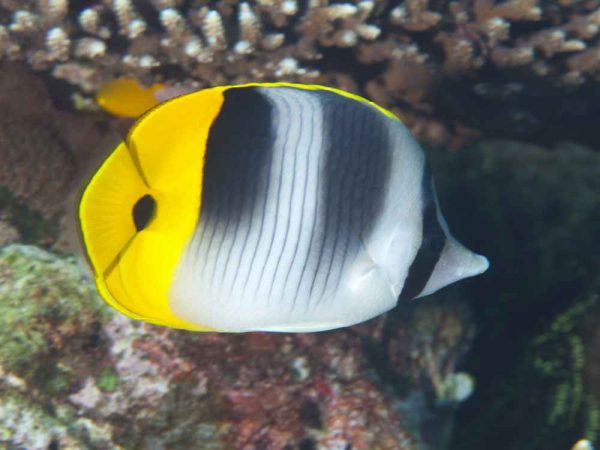 Double Saddle Butterflyfish
