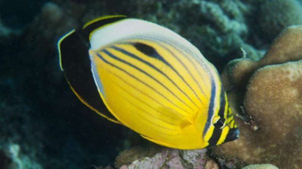 Golden Butterflyfish