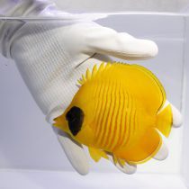 Golden Semilarvatus Butterflyfish