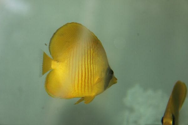 پروانه ماهی طلایی سمیلارواتوس