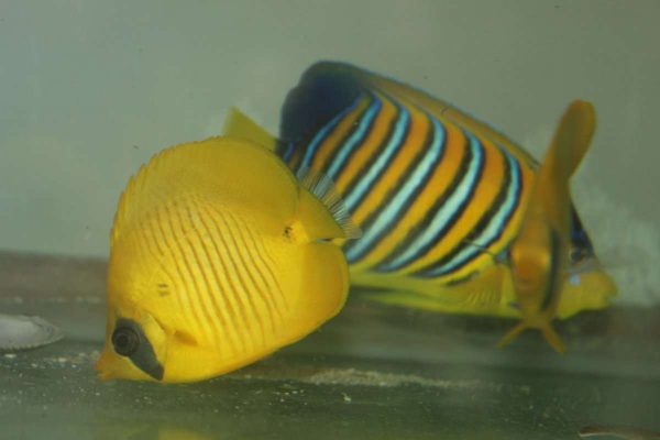 پروانه ماهی طلایی سمیلارواتوس