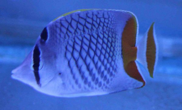پروانه ماهی فلس مرواریدی Pearlscale Butterflyfish