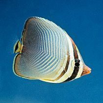 Triangle Butterflyfish
