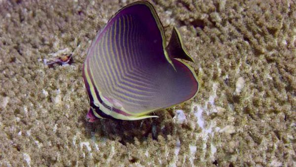 Triangle Butterflyfish