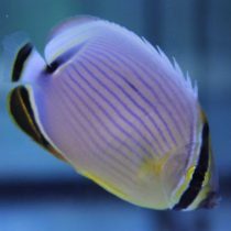 پروانه ماهی ملون