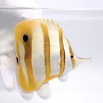 Copperband Butterflyfish