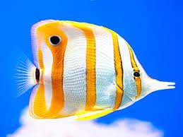 Copperband Butterflyfish