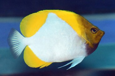 Yellow Pyramid Butterflyfish