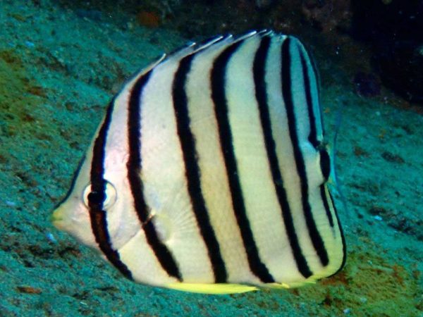 Eight-Stripe Butterflyfish