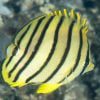 Eight-Stripe Butterflyfish