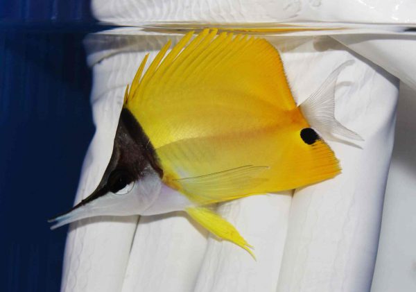 پروانه ماهی پوزه بلند زرد